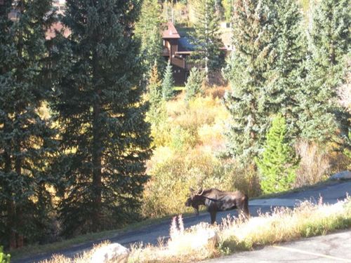 هتل Buffalo Ridge - Unit B104