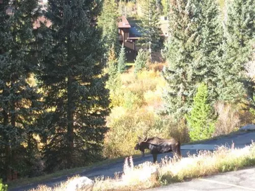 酒店 Buffalo Ridge - Unit B104