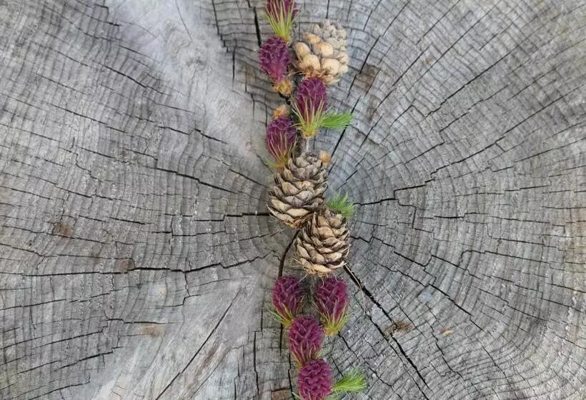 Aamiaismajoitus (B&B) Val D Azur B C