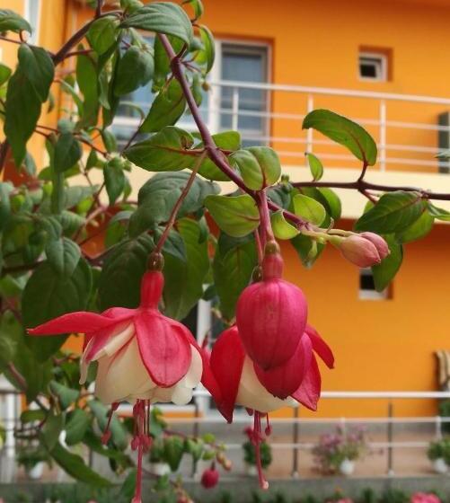 پانسیون Vila Oranj