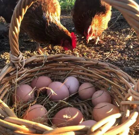 Aamiaismajoitus (B&B) Westholm Lodge