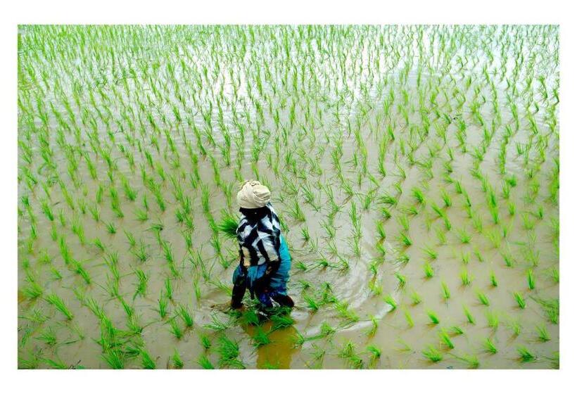 ホテル Vayal Veedu   Luxury Farm Villas By The Woods