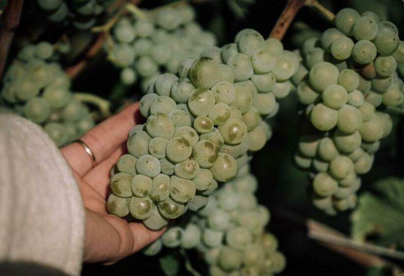 פנסיון Weingut Und Gästehaus Holger Alt