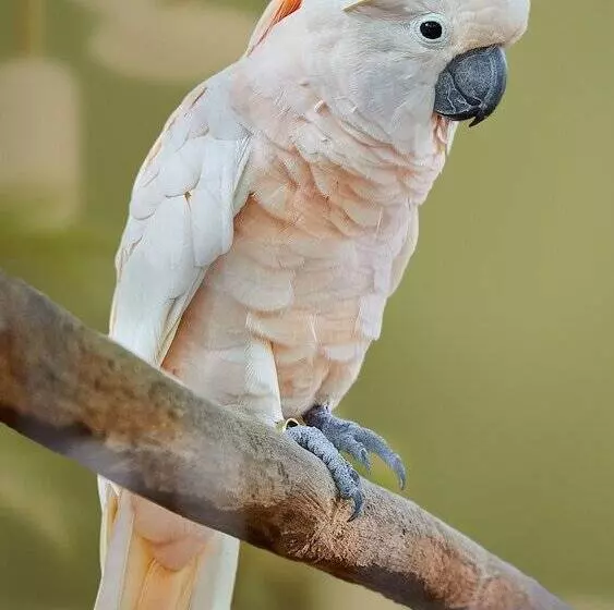 هتل Du Parc