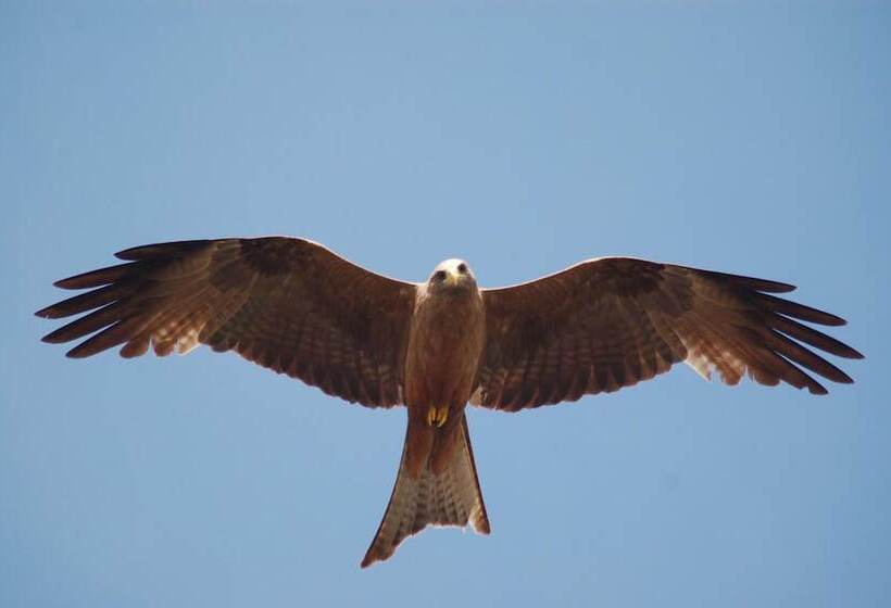 هتل Mara Intrepids Tented Camp