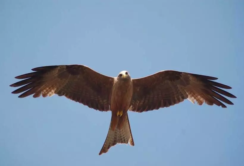 هتل Mara Intrepids Tented Camp