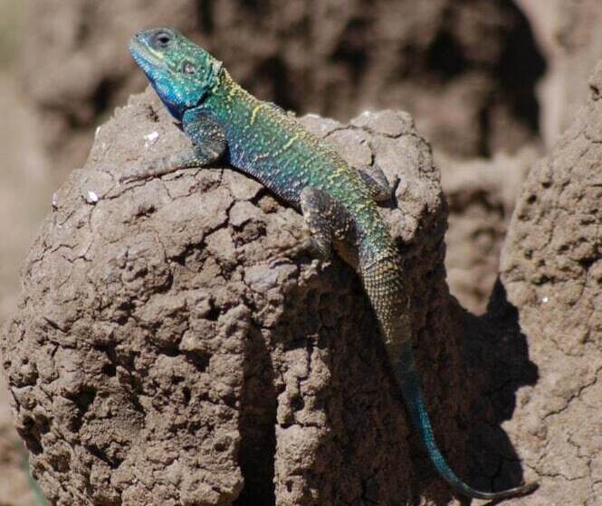 هتل Mara Intrepids Tented Camp