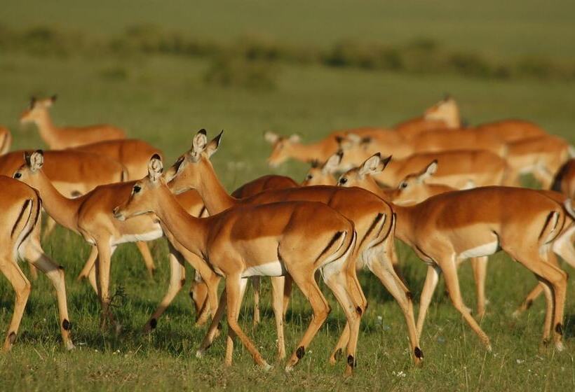 هتل Mara Intrepids Tented Camp