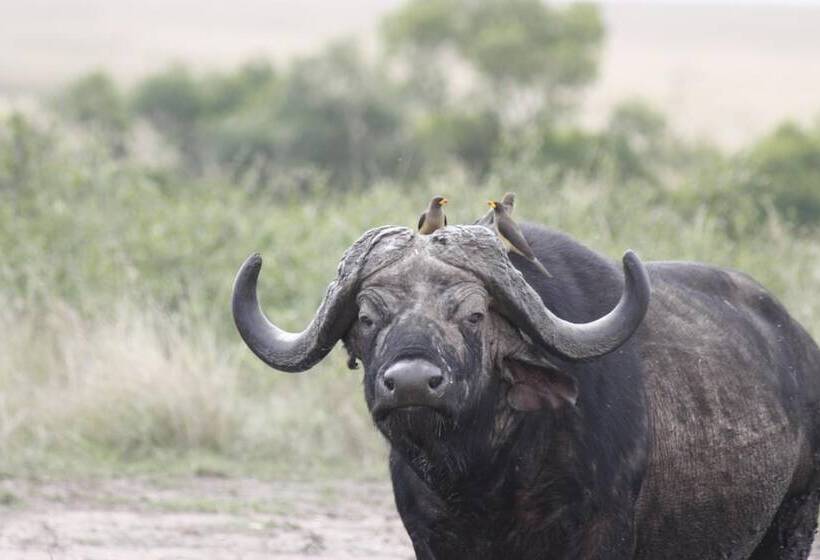 هتل Mara Intrepids Tented Camp