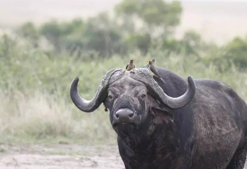 هتل Mara Intrepids Tented Camp