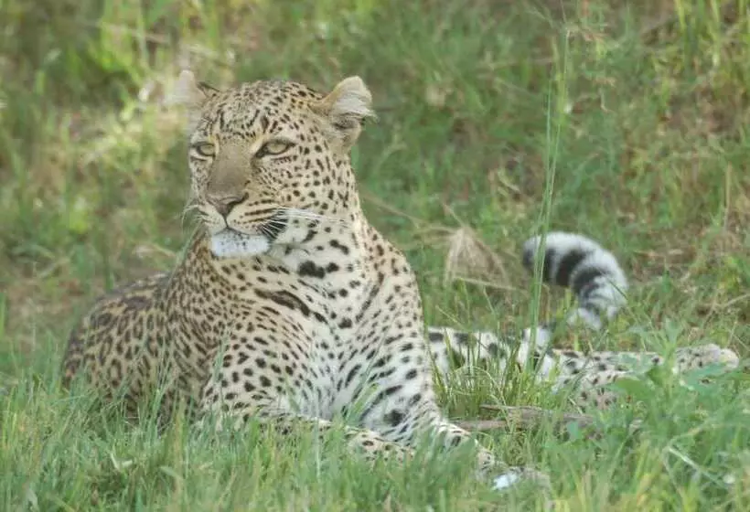 هتل Mara Intrepids Tented Camp