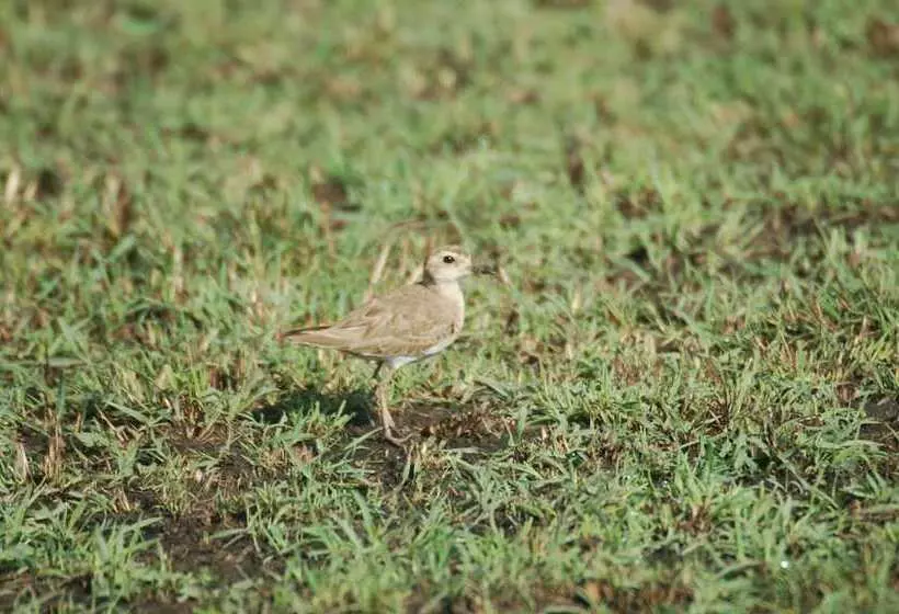 هتل Mara Intrepids Tented Camp