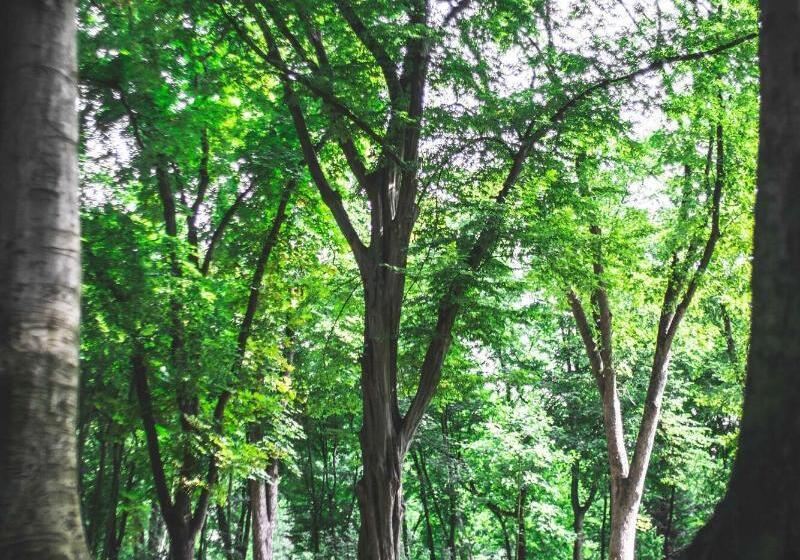 ホテル Botaniq Castle Of Tura