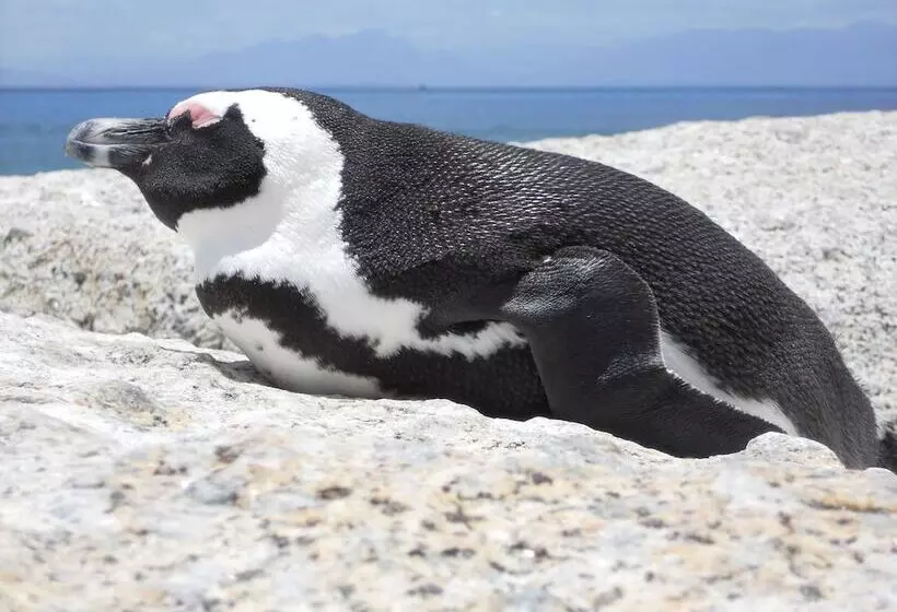 ホテル Mariner Guesthouse & Villa