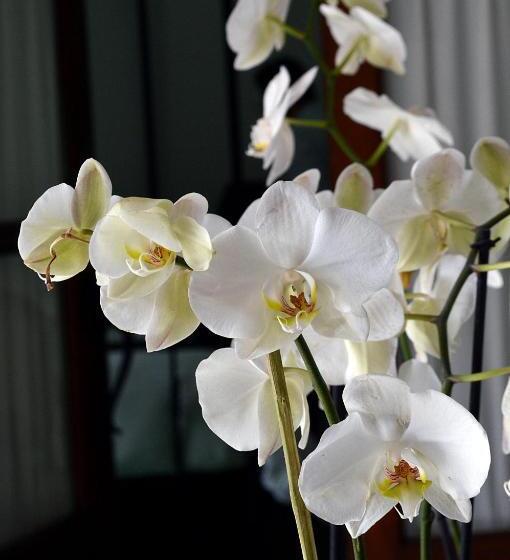 تختخواب و صبحانه Casa De Los Olivos