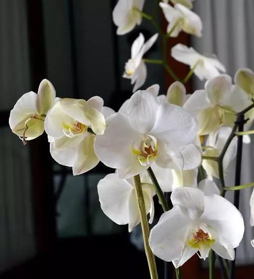 ベッドアンドブレックファースト Casa De Los Olivos