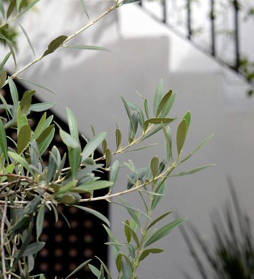 تختخواب و صبحانه Casa De Los Olivos