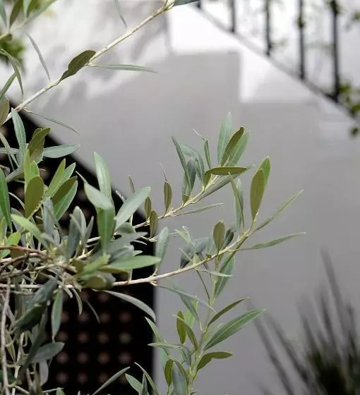 ベッドアンドブレックファースト Casa De Los Olivos