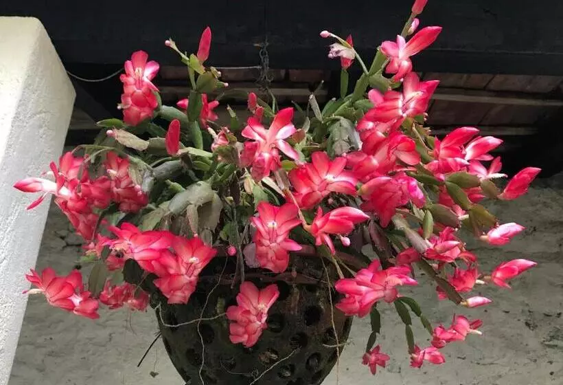 Aamiaismajoitus (B&B) Vitorina Corte Guesthouse