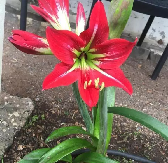 Aamiaismajoitus (B&B) Vitorina Corte Guesthouse