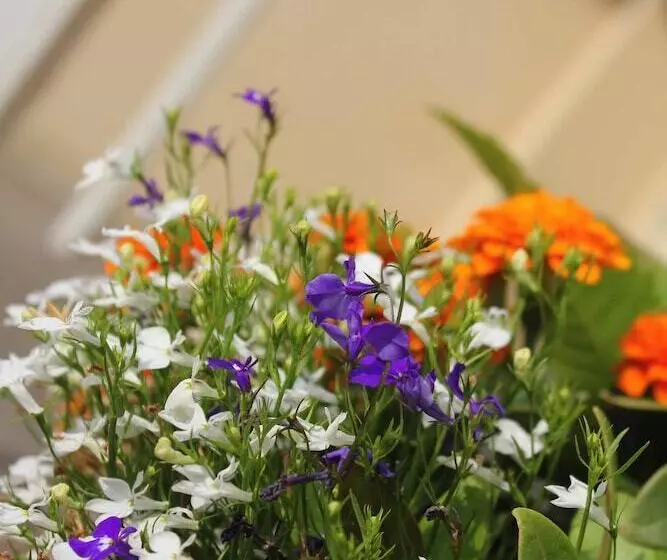 פנסיון Brentwood Guest House