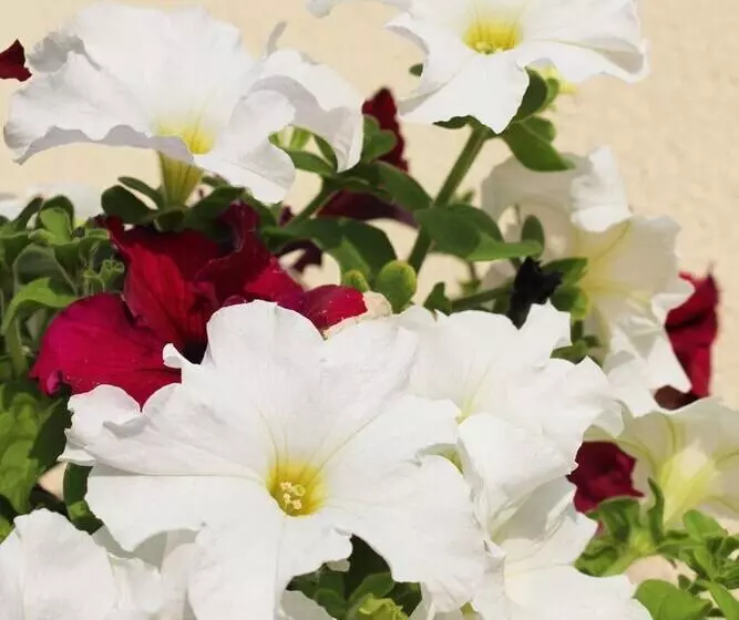 פנסיון Brentwood Guest House