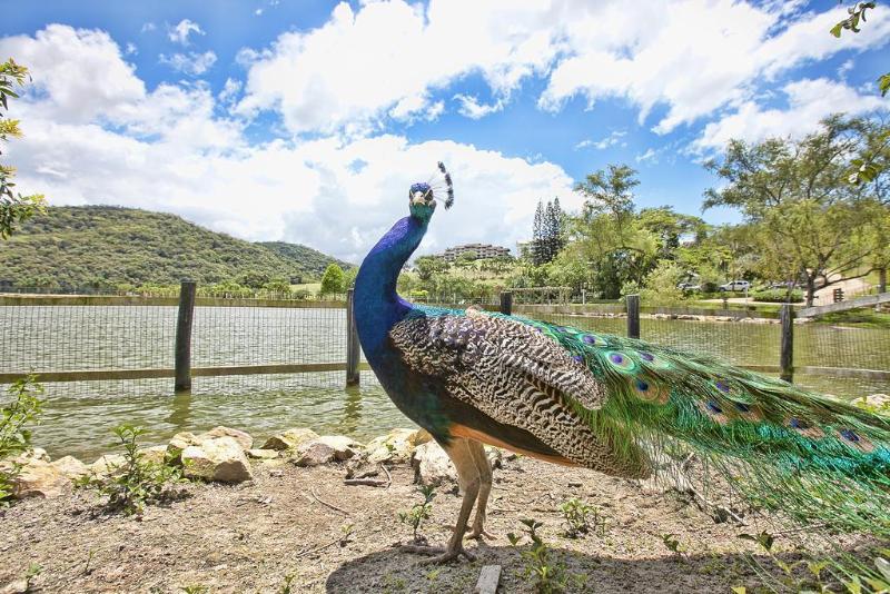 호텔 Fazzenda Park Resort