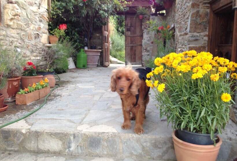 بنسيون Terrace Houses Sirince   Fig, Olive Clockmakers And Grapevine