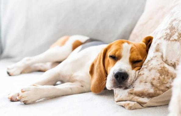 פנסיון The Briarcroft