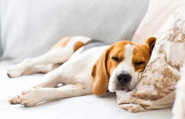 膳宿费 The Briarcroft