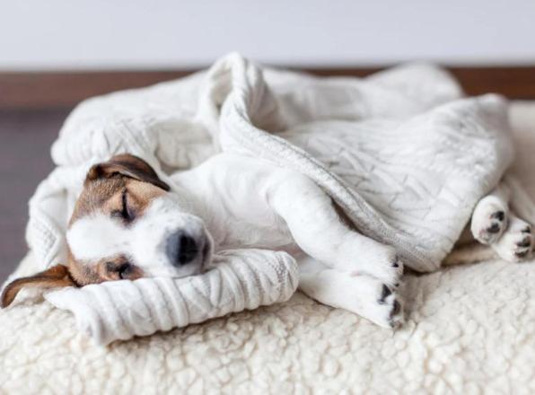 פנסיון The Briarcroft