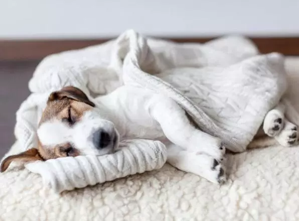 膳宿费 The Briarcroft