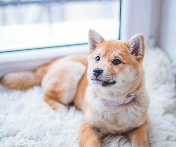 פנסיון The Briarcroft