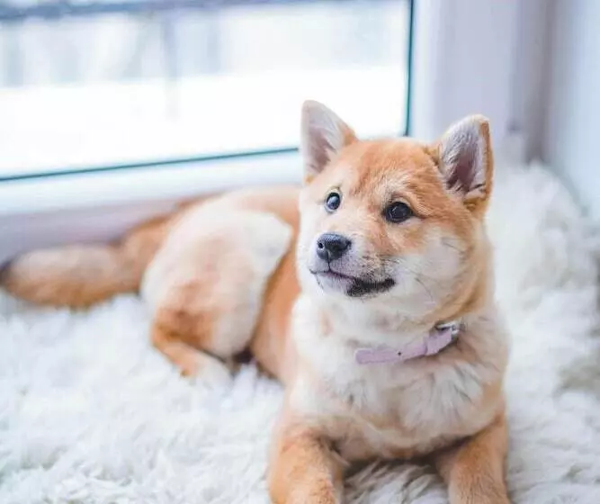 膳宿费 The Briarcroft