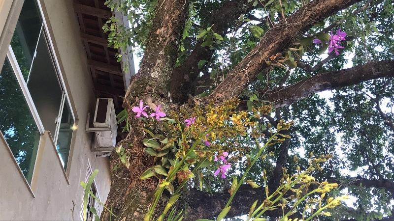 酒店 Pousada Calliandra