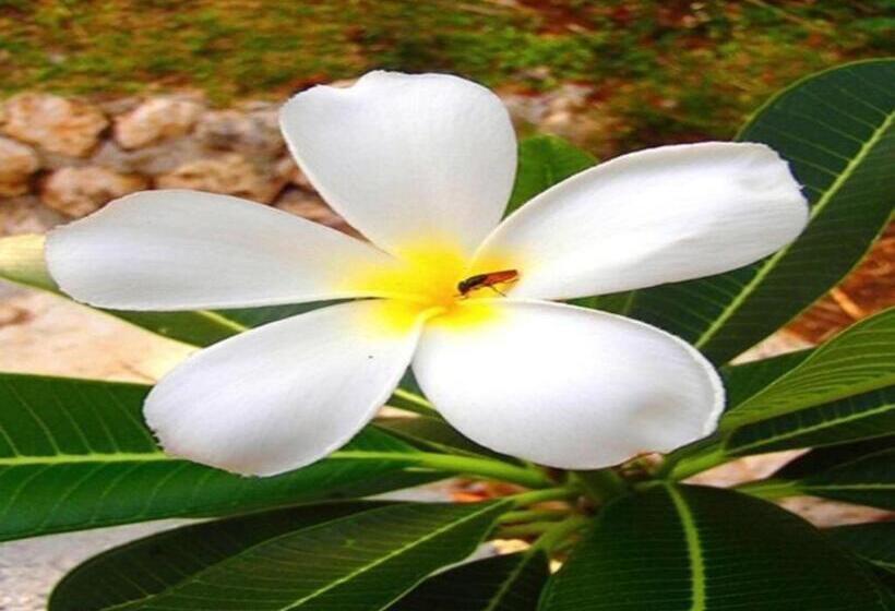 בית מלון כפרי Kalachuchi Beach Resort