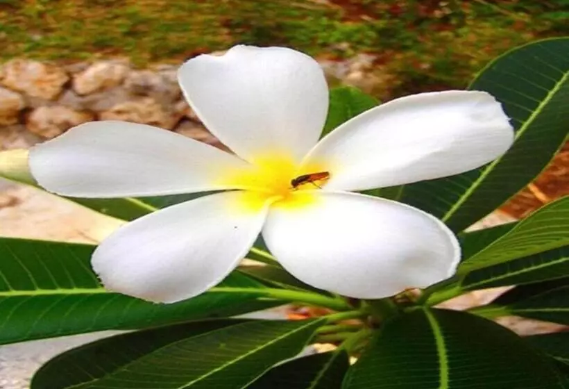 Hotelli Kalachuchi Beach Resort