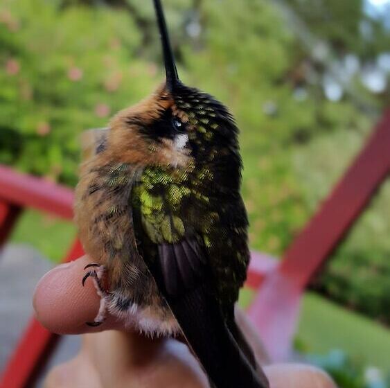 فندق Villa Verde