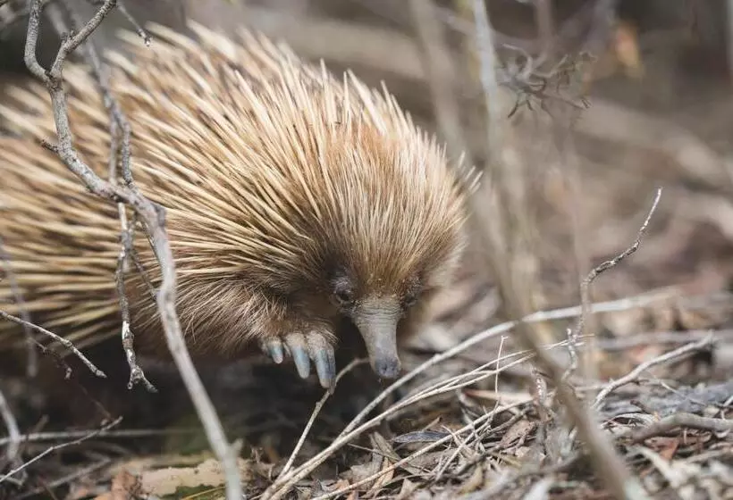 צימר Sea Dragon Kangaroo Island