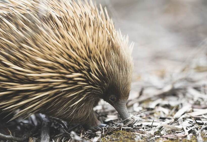צימר Sea Dragon Kangaroo Island