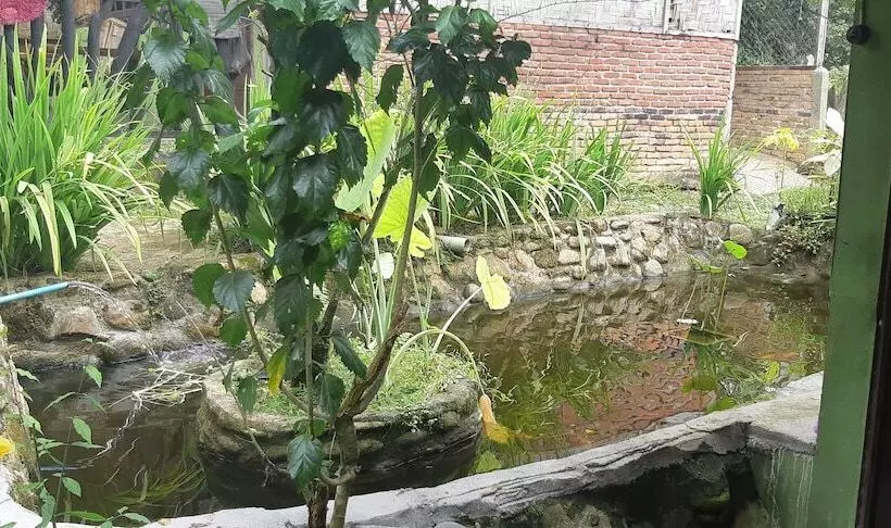 Retkeilymaja Mountain View Cottages & Villa Tangkahan