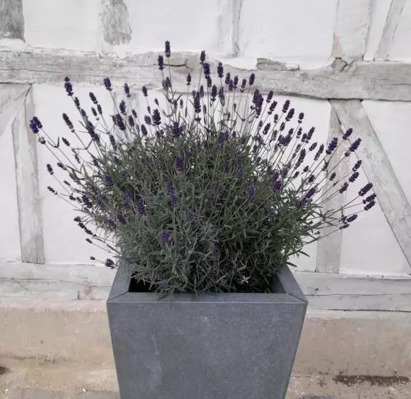 Aamiaismajoitus (B&B) Le Clos De L Agneau