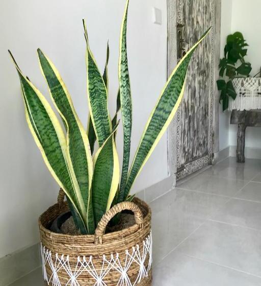 膳宿费 Villa Santai Bali