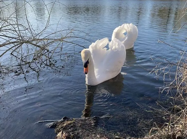 호텔 Hôtel De L Ile Du Saussay