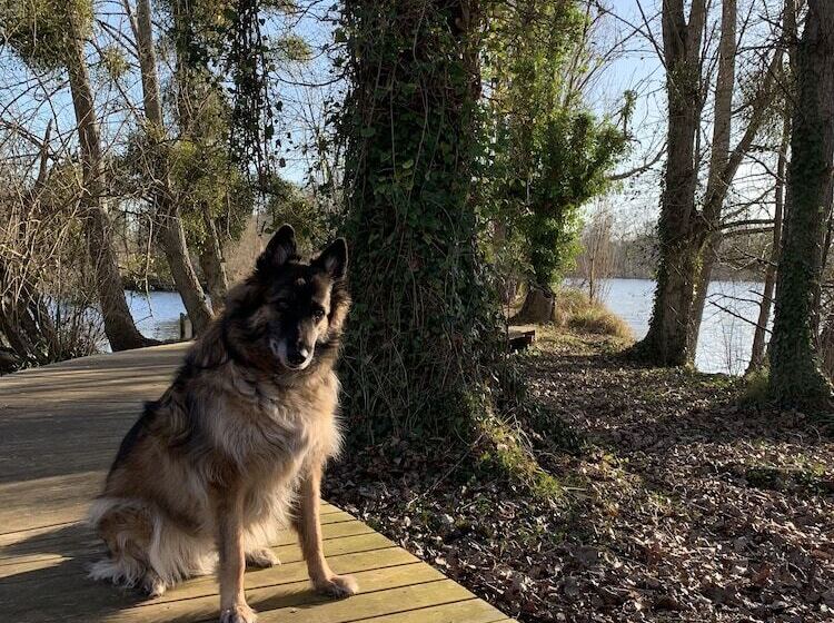 בית מלון כפרי Hôtel De L Ile Du Saussay