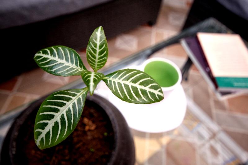 Общежитие Del Refugio