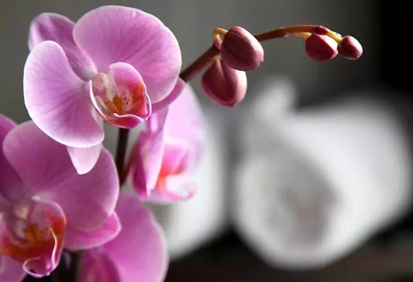 בית מלון כפרי Castel De Siam