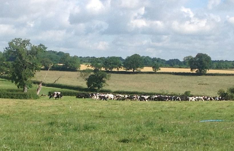 צימר Greyfox House