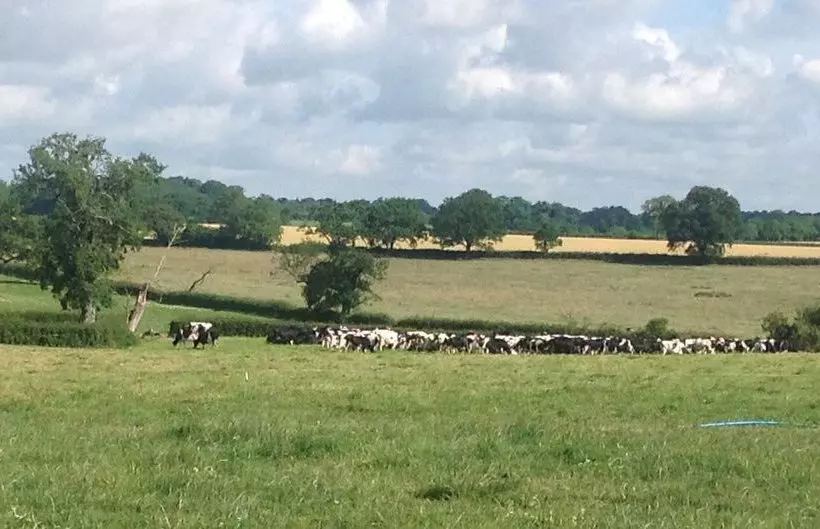 민박 Greyfox House