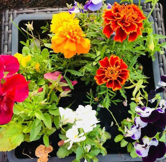 فندق The Railway Inn